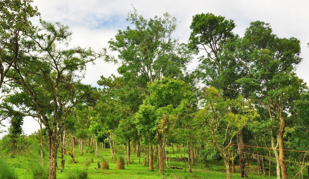 Punarjani Ayurvedic Resorts Ramakkalmedu Exteriör bild